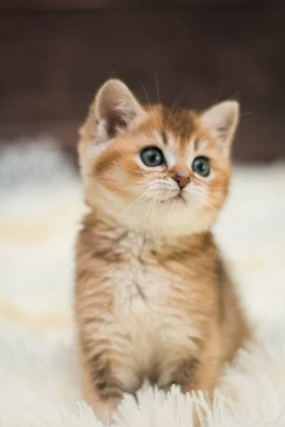 Gatinho Escocês Linha Reta Solto Fofo Animal Munchkin — Fotografia de Stock