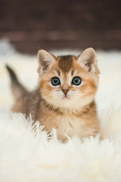 Kätzchen Katze Schottisch Gerade Locker Flauschig Tiermundstück — Stockfoto