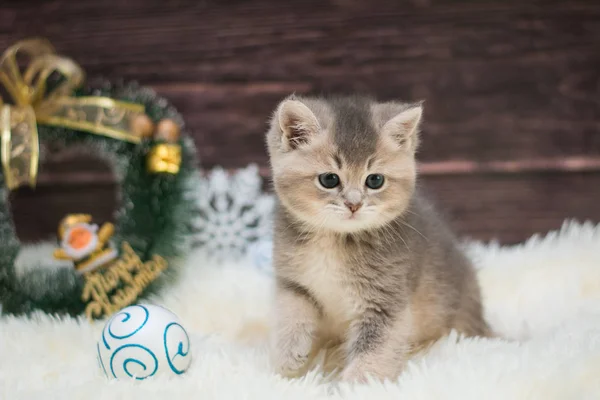 猫スコットランド ストレート 緩やかなフワフワ 動物マンチカンを子猫します — ストック写真