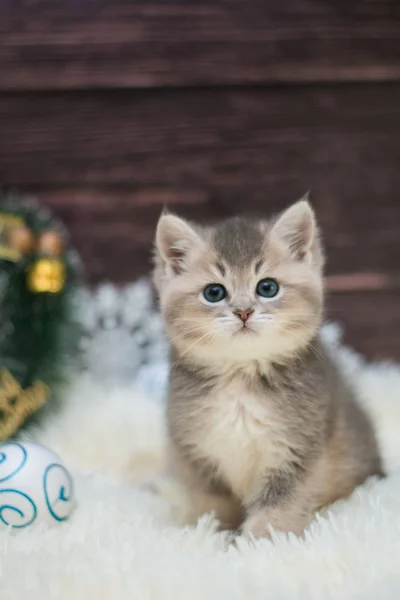 Kitten Cat Scottish Straight Loose Fluffy Animal Munchkin — Stock Photo, Image