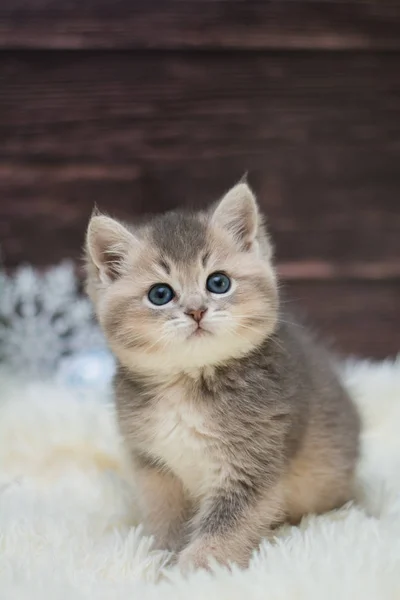 Gatito Gato Escocés Recta Suelto Mullido Animal Munchkin —  Fotos de Stock