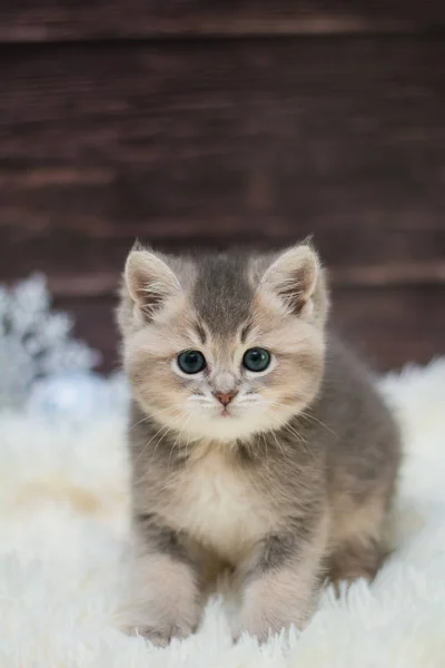 Γατάκι Γάτα Σκωτίας Ευθεία Φαρδιά Αφράτη Animal Munchkin — Φωτογραφία Αρχείου