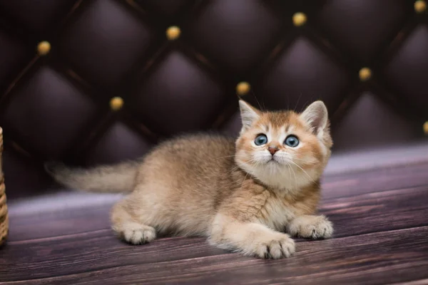 Gatito Gato Escocés Recta Suelto Mullido Animal Munchkin — Foto de Stock