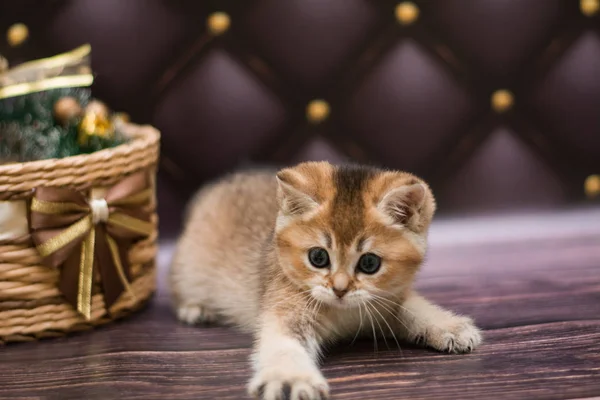 Kätzchen Katze Schottisch Gerade Locker Flauschig Tiermundstück — Stockfoto