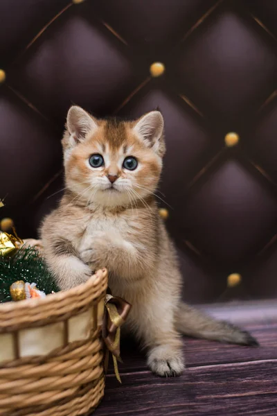 Kitten Cat Scottish Straight Loose Fluffy Animal Munchkin — Stock Photo, Image