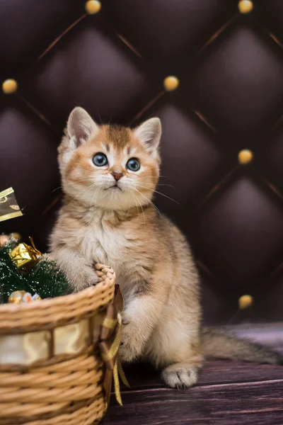 Kätzchen Katze Schottisch Gerade Locker Flauschig Tiermundstück — Stockfoto