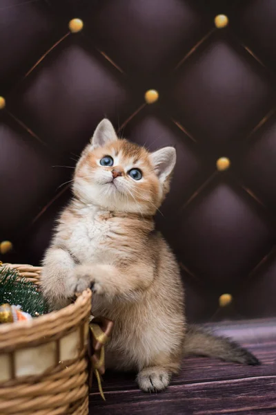 Gatinho Escocês Linha Reta Solto Fofo Animal Munchkin — Fotografia de Stock