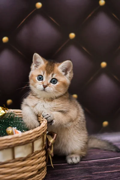 Kitten Cat Scottish Straight Loose Fluffy Animal Munchkin — Stock Photo, Image