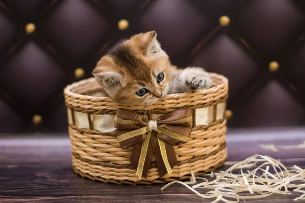 Kitten Cat Scottish Straight Loose Fluffy Animal Munchkin — Stock Photo, Image