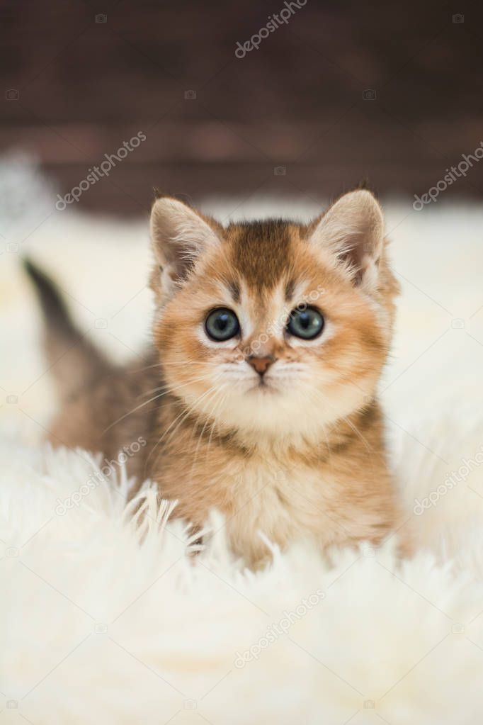 kitten cat Scottish straight, loose fluffy, animal munchkin