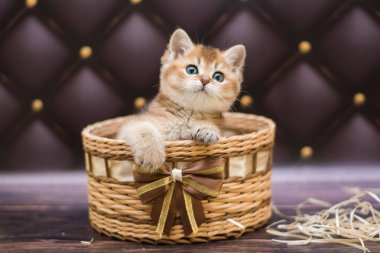 yavru kedi kedi İskoç düz, gevşek kabarık, hayvan cimcime