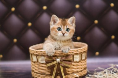 yavru kedi kedi İskoç düz, gevşek kabarık, hayvan cimcime