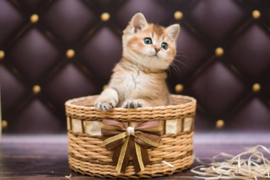 yavru kedi kedi İskoç düz, gevşek kabarık, hayvan cimcime