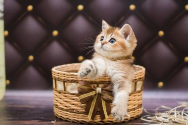 yavru kedi kedi İskoç düz, gevşek kabarık, hayvan cimcime