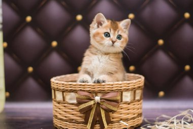 yavru kedi kedi İskoç düz, gevşek kabarık, hayvan cimcime