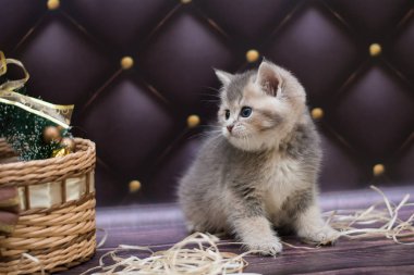 yavru kedi kedi İskoç düz, gevşek kabarık, hayvan cimcime