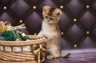 yavru kedi kedi İskoç düz, gevşek kabarık, hayvan cimcime