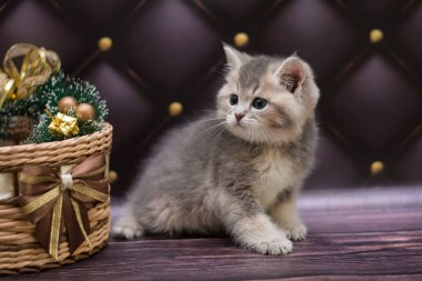 yavru kedi kedi İskoç düz, gevşek kabarık, hayvan cimcime
