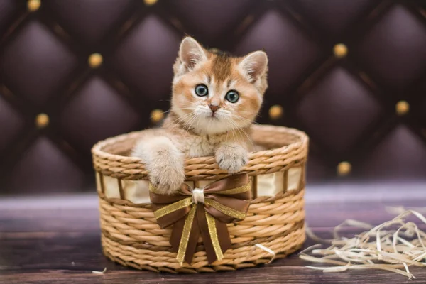 Gatito Gato Escocés Recta Suelto Mullido Animal Munchkin — Foto de Stock