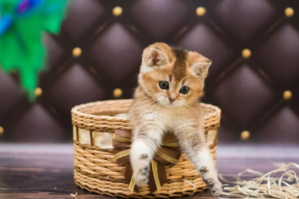 Gatito Gato Escocés Recta Suelto Mullido Animal Munchkin — Foto de Stock