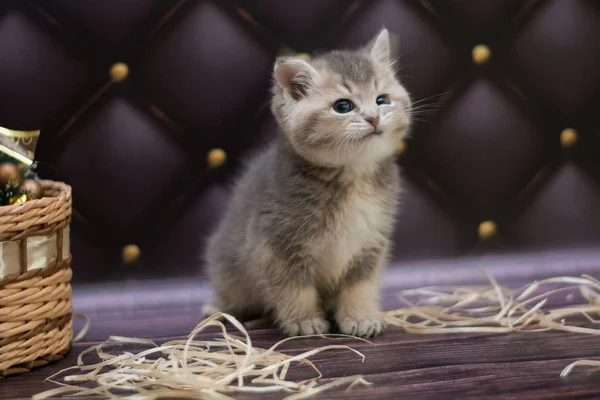 Kattunge Katt Skotska Raka Löst Fluffig Djur Munchkin — Stockfoto