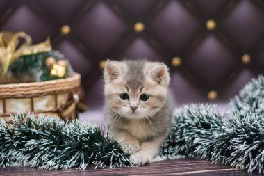 yavru kedi kedi İskoç düz, gevşek kabarık, hayvan cimcime