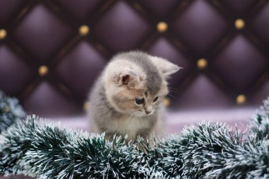 yavru kedi kedi İskoç düz, gevşek kabarık, hayvan cimcime