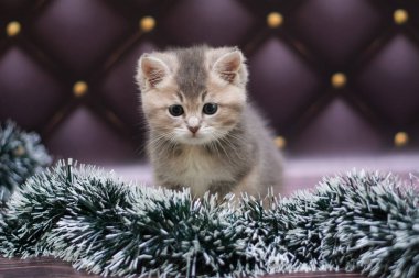 yavru kedi kedi İskoç düz, gevşek kabarık, hayvan cimcime