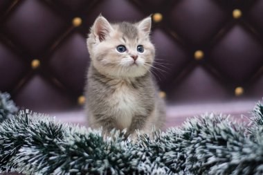 yavru kedi kedi İskoç düz, gevşek kabarık, hayvan cimcime