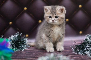 yavru kedi kedi İskoç düz, gevşek kabarık, hayvan cimcime