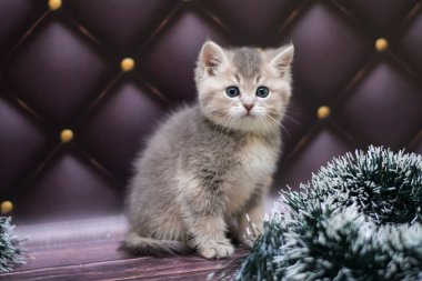 yavru kedi kedi İskoç düz, gevşek kabarık, hayvan cimcime