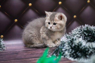 yavru kedi kedi İskoç düz, gevşek kabarık, hayvan cimcime