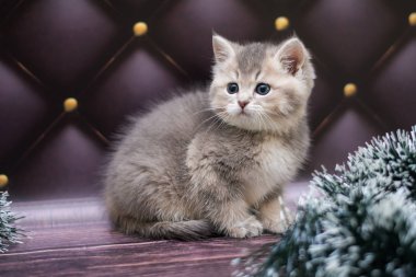 yavru kedi kedi İskoç düz, gevşek kabarık, hayvan cimcime