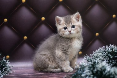yavru kedi kedi İskoç düz, gevşek kabarık, hayvan cimcime