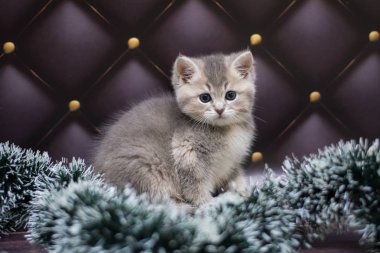 yavru kedi kedi İskoç düz, gevşek kabarık, hayvan cimcime