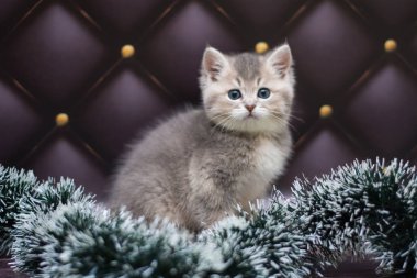 yavru kedi kedi İskoç düz, gevşek kabarık, hayvan cimcime