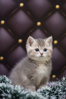 yavru kedi kedi İskoç düz, gevşek kabarık, hayvan cimcime