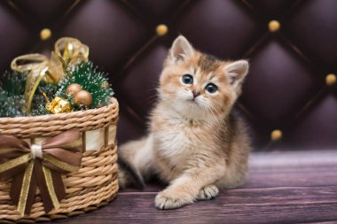 yavru kedi kedi İskoç düz, gevşek kabarık, hayvan cimcime
