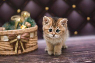 yavru kedi kedi İskoç düz, gevşek kabarık, hayvan cimcime