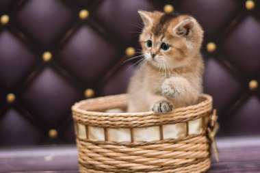 yavru kedi kedi İskoç düz, gevşek kabarık, hayvan cimcime