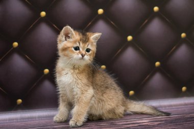 yavru kedi kedi İskoç düz, gevşek kabarık, hayvan cimcime