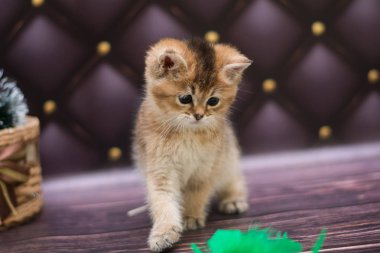 yavru kedi kedi İskoç düz, gevşek kabarık, hayvan cimcime