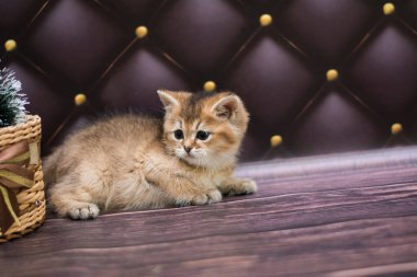 yavru kedi kedi İskoç düz, gevşek kabarık, hayvan cimcime