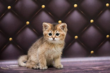 yavru kedi kedi İskoç düz, gevşek kabarık, hayvan cimcime