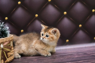 yavru kedi kedi İskoç düz, gevşek kabarık, hayvan cimcime