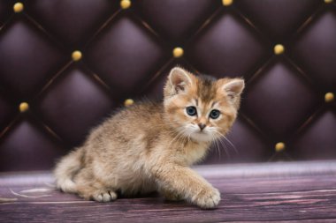 yavru kedi kedi İskoç düz, gevşek kabarık, hayvan cimcime