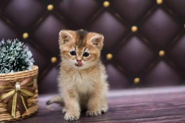 yavru kedi kedi İskoç düz, gevşek kabarık, hayvan cimcime