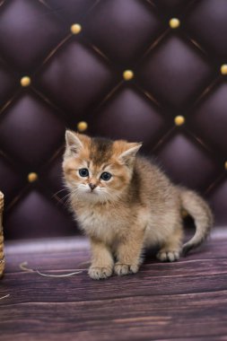 yavru kedi kedi İskoç düz, gevşek kabarık, hayvan cimcime