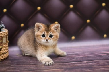 yavru kedi kedi İskoç düz, gevşek kabarık, hayvan cimcime