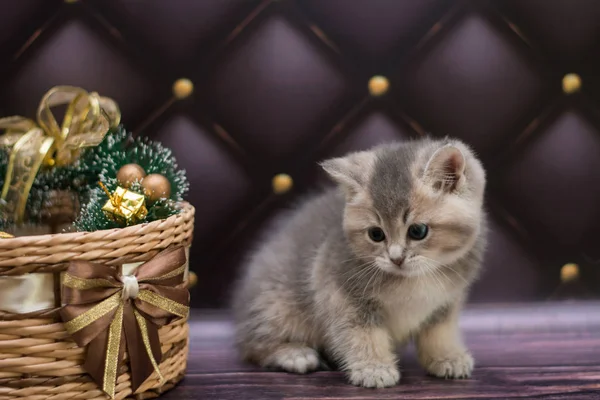 yavru kedi kedi İskoç düz, gevşek kabarık, hayvan cimcime